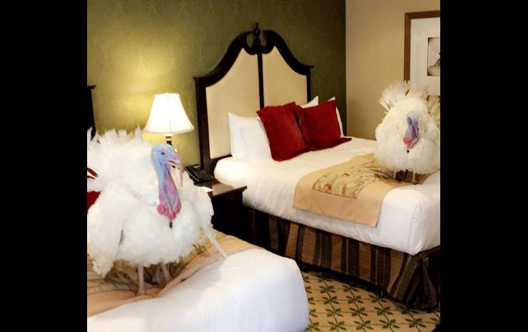 Los dos pavos que serán indultados este año por el presidente de Estados Unidos, Donald Trump, descansan en un hotel de Washington previo al acto que forma parte de la tradición del Día de Acción de Gracias. AP / White House / A MacInnis