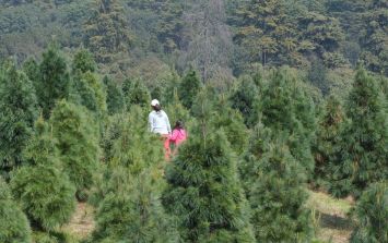 Piden a jaliscienses consumir árboles nacionales esta Navidad | El  Informador