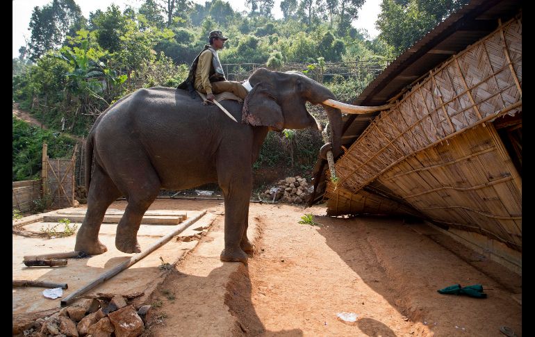 Un elefante es utilizado para demoler una casa, durante un operativo de desalojo dentro del Santuario de vida silvestre Amchang, en la ciudad india de Gauhati. AP/A. Nath