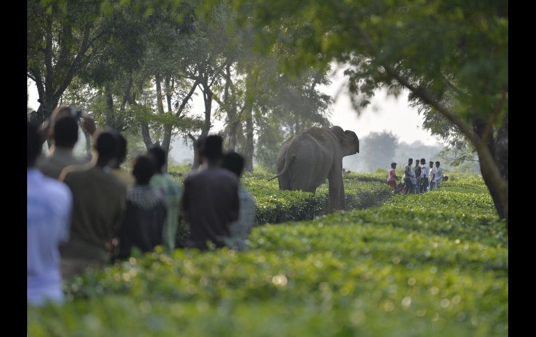 Un elefante camina en el jardín del té Gangaram en la ciudad india de Siliguri. AFP/D. Dutta