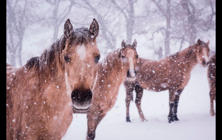 Ponis de montaña son fotografiados en su granja de Llangollen al norte de Gales. AFP / P. Hatcher