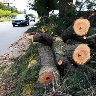 Aumentan sanciones por tala irregular de árboles | El Informador