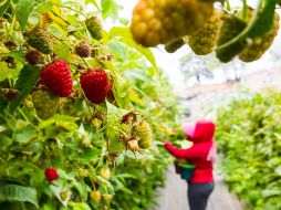 En 2017, Jalisco registró una producción de 108 mil 719.51 toneladas de berries, con una tasa de crecimiento anual desde 2012 del 38 por ciento. EL INFORMADOR / ARCHIVO