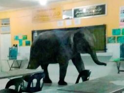 Profesores y estudiantes salieron de la escuela al ver al paquidermo, por lo que nadie resultó herido. ESPECIAL