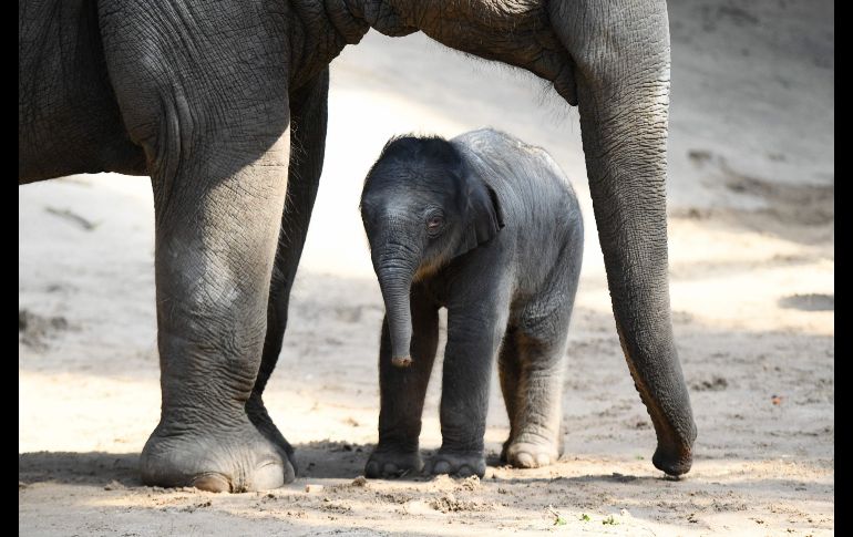 Un elefante recién nacido se para junto a su madre en el parque Hagenbeck, en la ciudad alemana de Hamburgo. AFP/DPA/R. Reinhardt