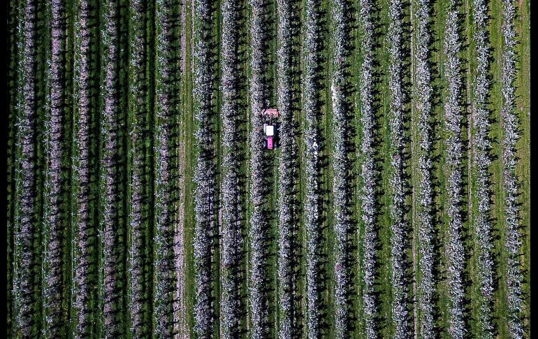 Un tractor pasa por un huerto de manzanas en Haselau, Alemania. AFP/DPA/A. Heimken.