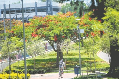 Hay 10 especies de árboles florales que adornan la ciudad | El Informador