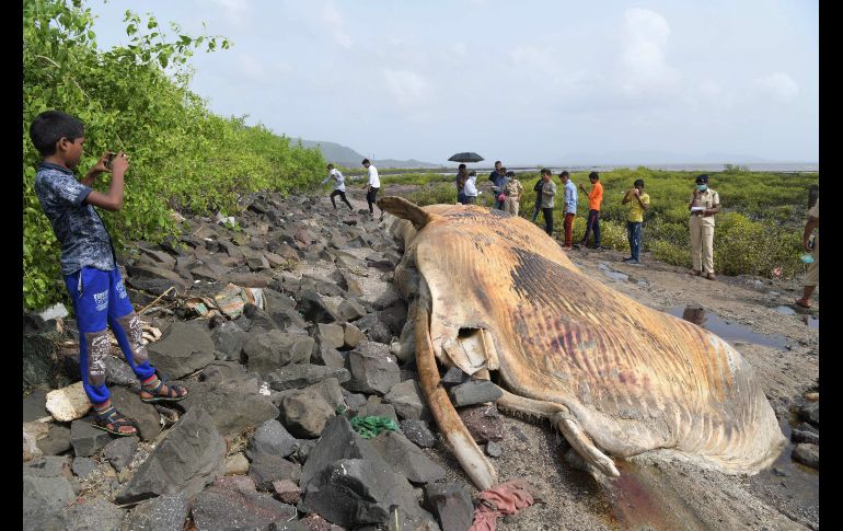 Los restos de una ballena de 12 metros quedaron en una playa en Navi Mumbai, India. AFP