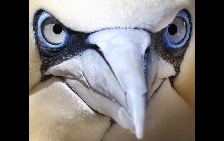 Un alcatraz común se ve en el Zoológico de Bremehaven, Alemania. EFE