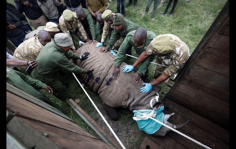 Guardabosques y veterinarios del Servicio de Conservación de la Fauna de Kenia inyectan tranquilizantes a un rinoceronte negro hembra para meterla dentro de una jaula para su traslado, durante unas maniobras en el Parque Nacional de Nairobi, Kenia. El KWS trasladará a 14 rinocerontes negro para proporcionarles un hábitat más seguro. EFE/D. Kurokawa