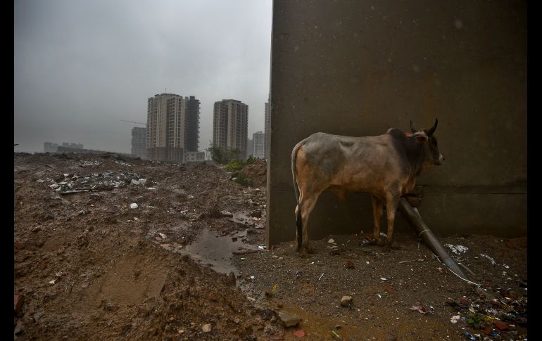 Un toro se refugia durante una fuerte lluvia en  Greater Noida, India, durante la temporada del monzón. AP/R S Iyer