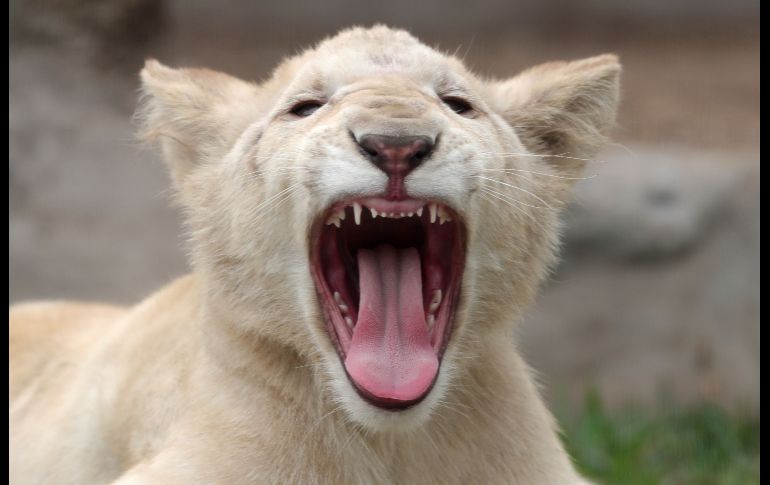 Un cachorro de león blanco bosteza en el Felinario del Zoológico de Huachipa, en la zona este de la ciudad de Lima, Perú. EFE/E. Arias