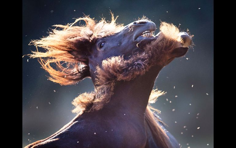 Caballos juegan en un campo de la población alemana de Wehrheim. AP/M. Probst