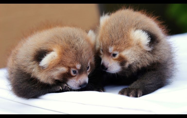 Gemelos de panda rojo, una especie nativa de Asia y en peligro de extinción, se ven en el zoológico Rosamond Gifford, en Syracuse. El zoológico en el estado de Nueva York anunció el martes el nacimiento de los animales, ocurrido el 21 de junio. AP/Zoológico Rosamond Gifford