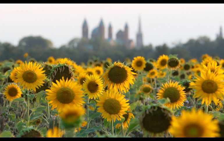 Girasoles en un campo frente a la catedral de Speyer en Hockenheim, Alemania. EFE/R. Wittek