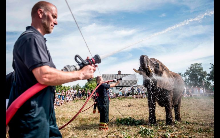 Elefantes del circo Arene en Gilleleje, Dinamarca, reciben agua para refrescarse ante las altas temperaturas. AFP/Ritzau Scanpix/M. Rasmussen