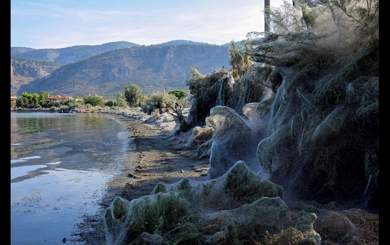 La Tetragnatha es inofensiva para el ser humano y para la flora de la zona.