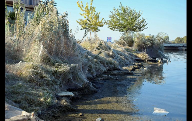 Una gran telaraña cubre la vegetación de la costa de Aitoliko, Grecia.