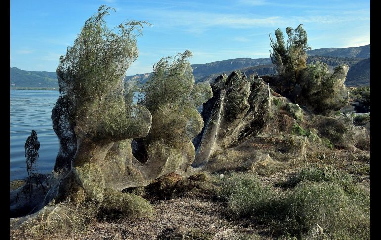 Expertos apuntan a que este fenómeno estacional está causado por las arañas Tetragnatha, que pueden hacer grandes redes para aparearse.