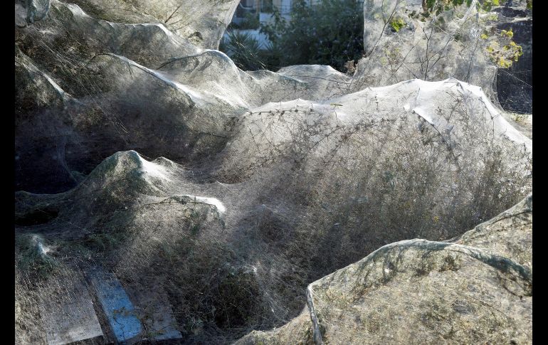 La proliferación de arañas puede deberse a las altas temperaturas en esta costa, así como la humedad, que producen las condiciones idóneas para la reproducción de los arácnidos.