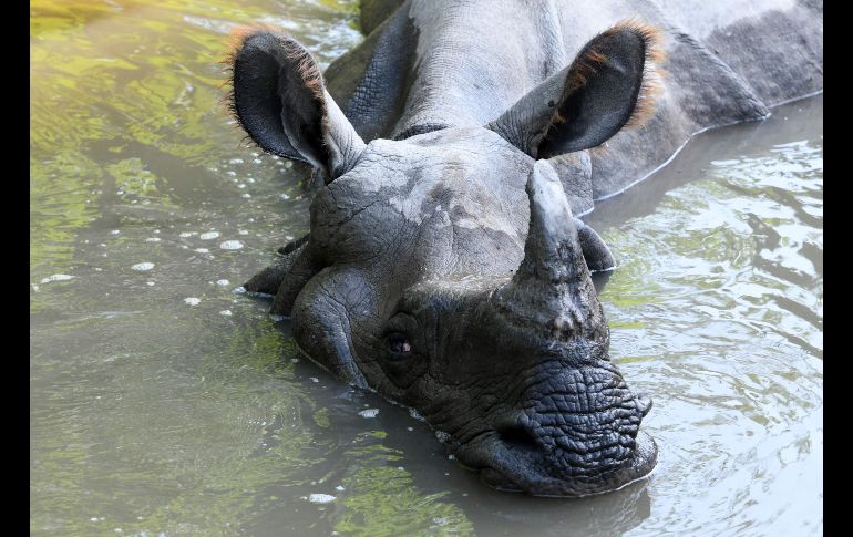 Un rinoceronte se refresca en el parque nacional Bardiya, en Nepal. AFP/P. Mathema