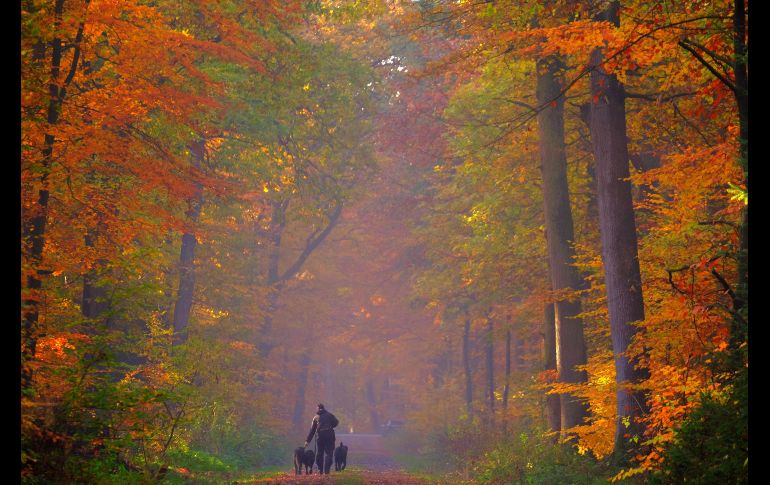 Un hombre pasea a sus perros en un bosque de Cuxhaven, en el norte de Alemania. AFP/P. Stollarz