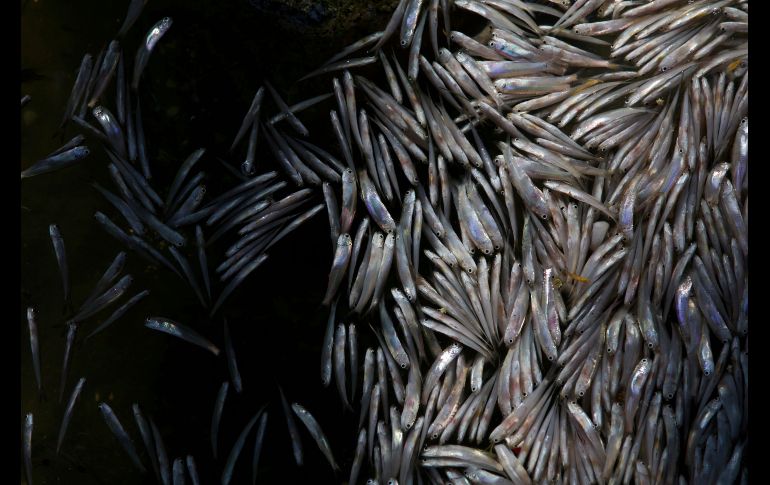 Peces muertos flotan en la laguna Rodrigo de Freitas de Río de Janeiro, Brasil. Autoridades y biólogos investigan la causa de la muerte masiva en el lugar, de donde se retiraron 21.8 toneladas de peces. AP/S. Izquierdo