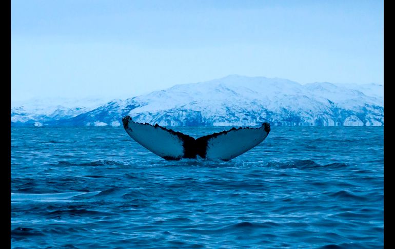 Una ballena jorobada se ve al norte de Tromso. La temperatura en el agua es de unos 3 grados centígrados. AFP/O. Morin