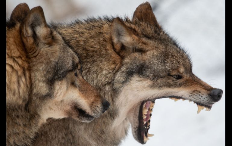 Lobos en su recinto del parque silvestre Neuhaus, cerca de la ciudad alemana de Goettingen. AFP/DPA/S. Pförtner