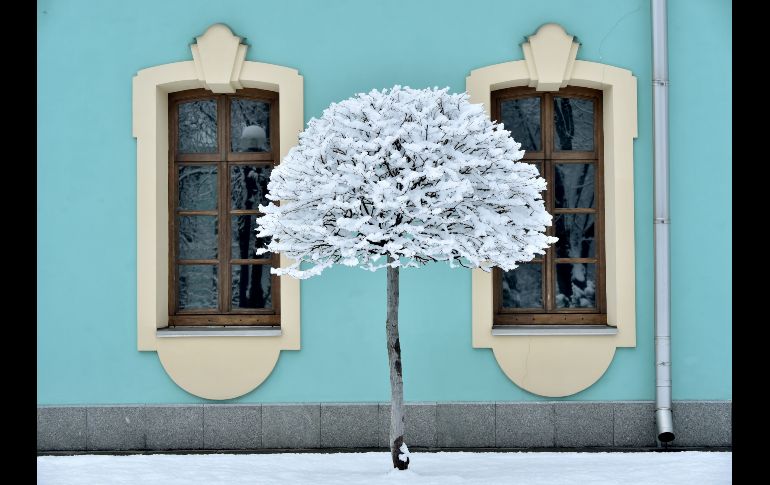 Un árbol cubierto de nieve en Kiev, Ucrania. AFP/S. Supinsky