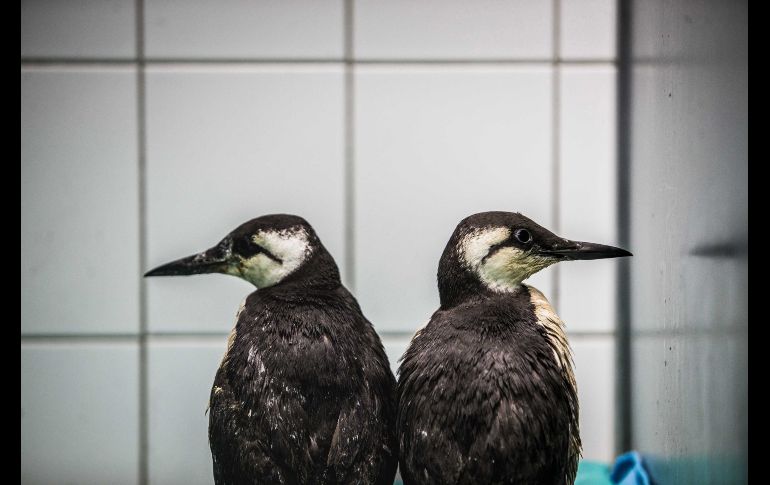 Dos araos enfermos permanecen en cautividad en Ureterp, Holanda. En las últimas semanas, cientos de estas aves han aparecido muertas o enfermas a lo largo de las costas de Groningen y Frisia. EFE/S. Veenstra