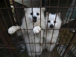 Fotogalería: Rescatan a cientos de perros del matadero en Corea del Sur