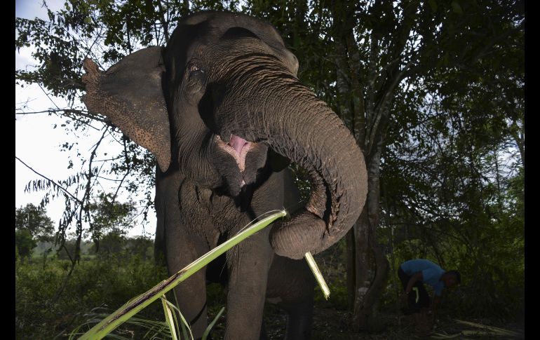 Un elefante herido en un ataque de elefantes salvajes se alimenta en un centro de entrenamiento en Saree, Indonesia. AFP/C. Mahyuddin