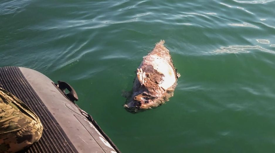 La vaquita marina y la totoaba, endémicas del Golfo de California, quedan atrapadas en las redes de enmalle. AFP/Sea Shepherd Conservation Society