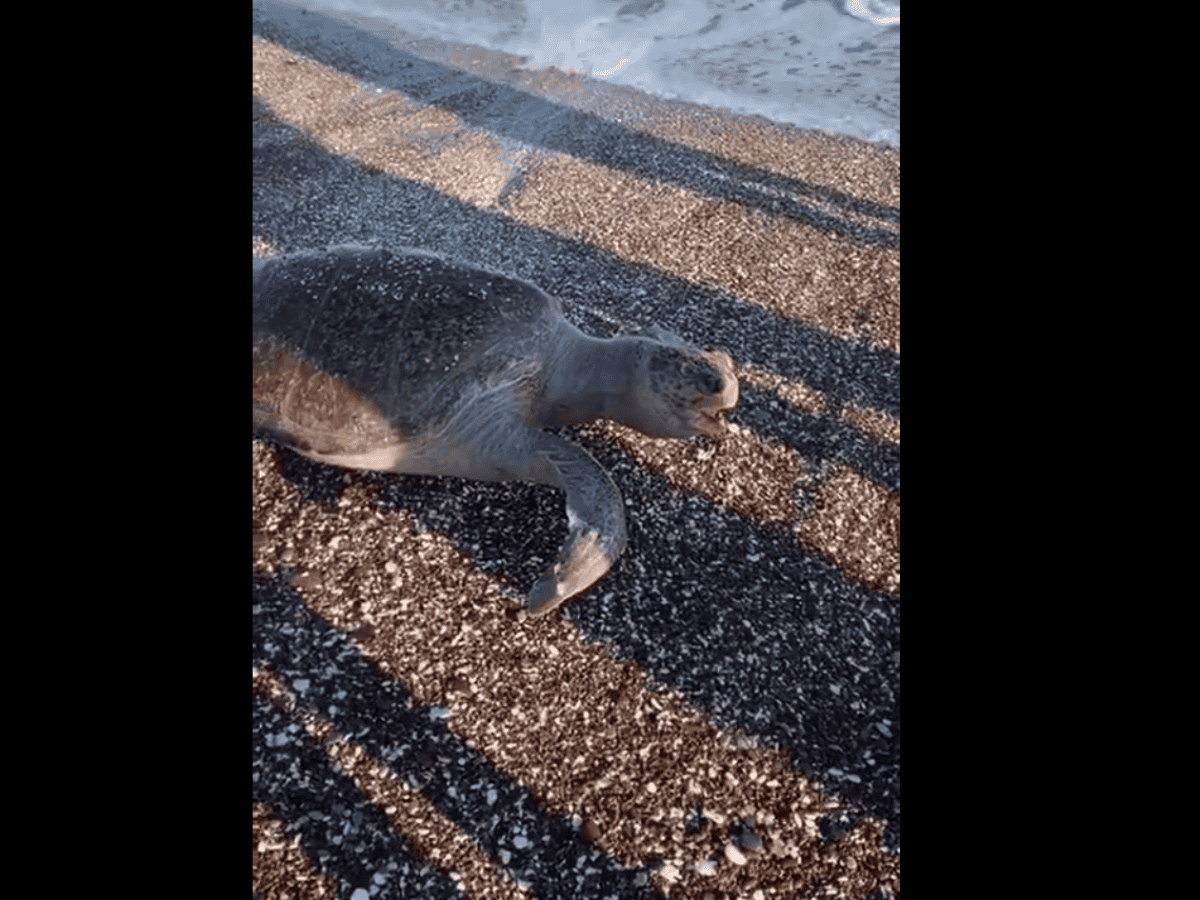  Graban muerte de tortuga marina en Mar de Cortés
