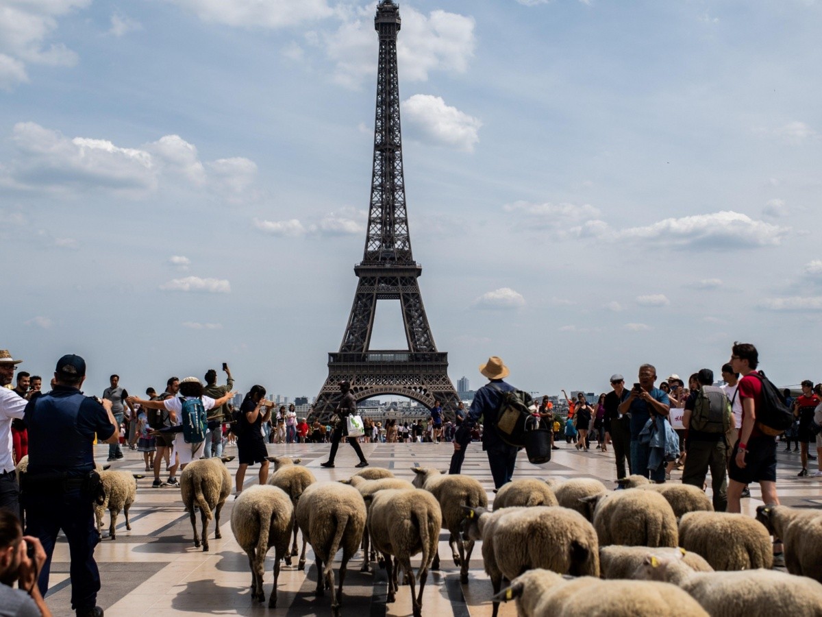  Fotogalería: un rebaño de ovejas toma París
