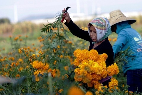 Cempasúchil, un negocio que florece el Día de Muertos | El Informador