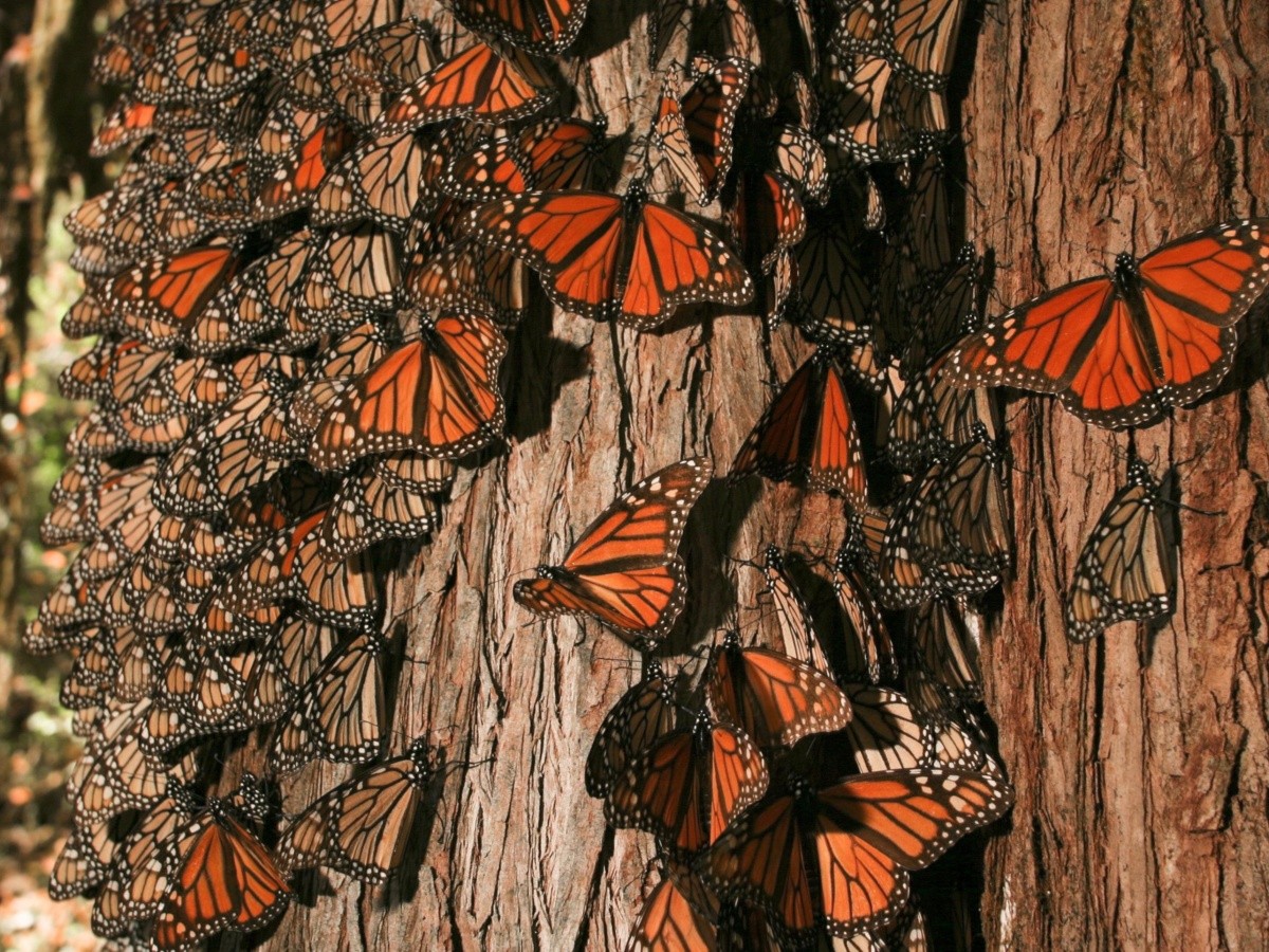  Abre santuario de la mariposa monarca en Michoacán