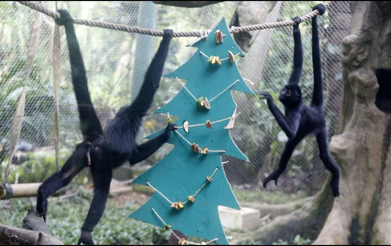 Monos araña juegan con un árbol de Navidad con frutas este sábado en el zoológico de Cali. EFE/E. Guzmán