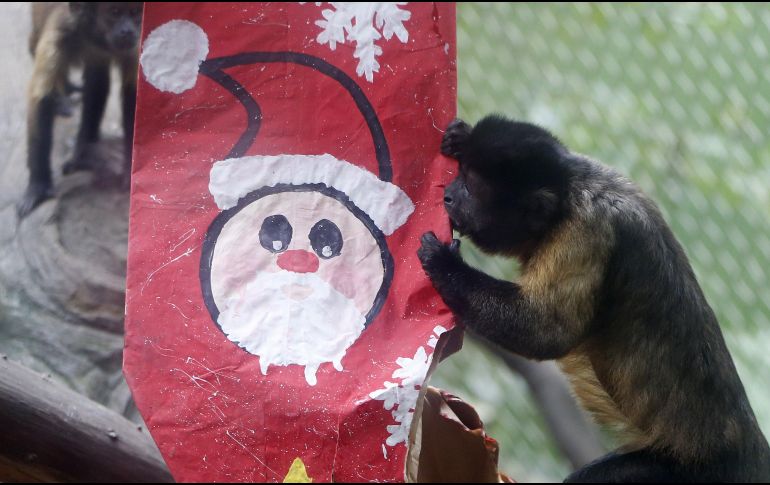 Un mico maicero muerde una bota de Navidad con frutas este sábado en el zoológico de Cali. EFE/E. Guzmán