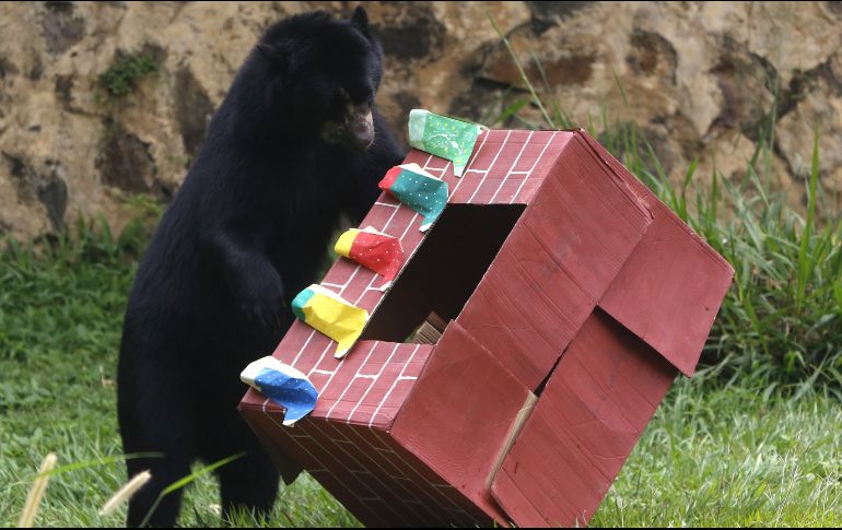 Un oso de anteojos juega con una caja de regalo que contiene frutas. EFE/E. Guzmán