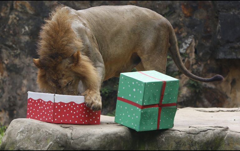 Un león muerde una caja de regalo con carne este sábado en el zoológico de Cali. EFE/E. Guzmán
