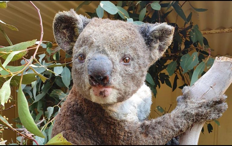 Un koala rescatado tras resultar herido por un incendio en la isla Canguro. AP/Kangaroo Island Wildlife Park/D. Mitchell