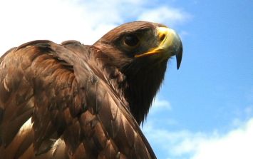 Aumentan parejas reproductivas de águila real en México | El Informador