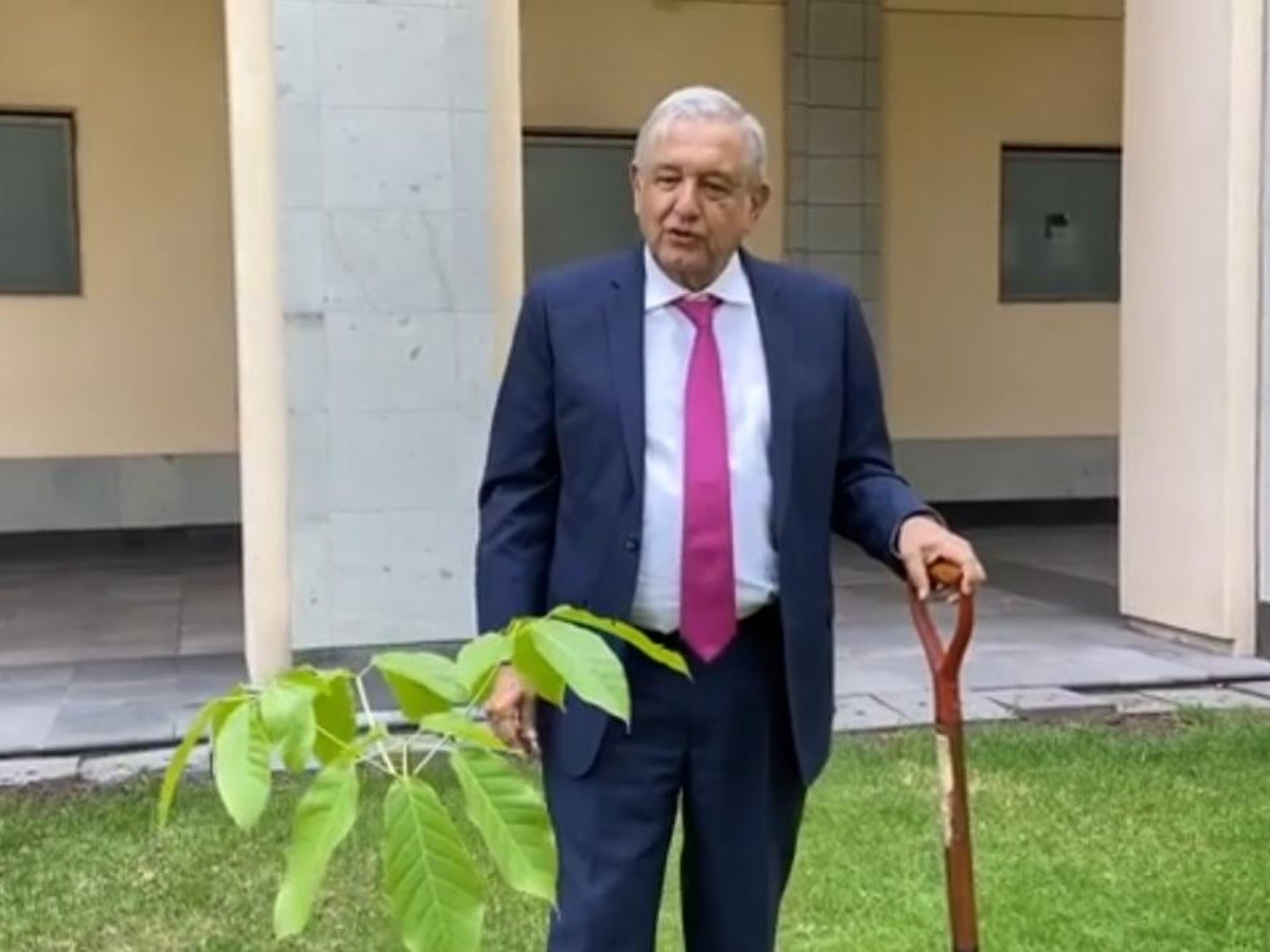  López Obrador siembra árboles tropicales en Palacio Nacional