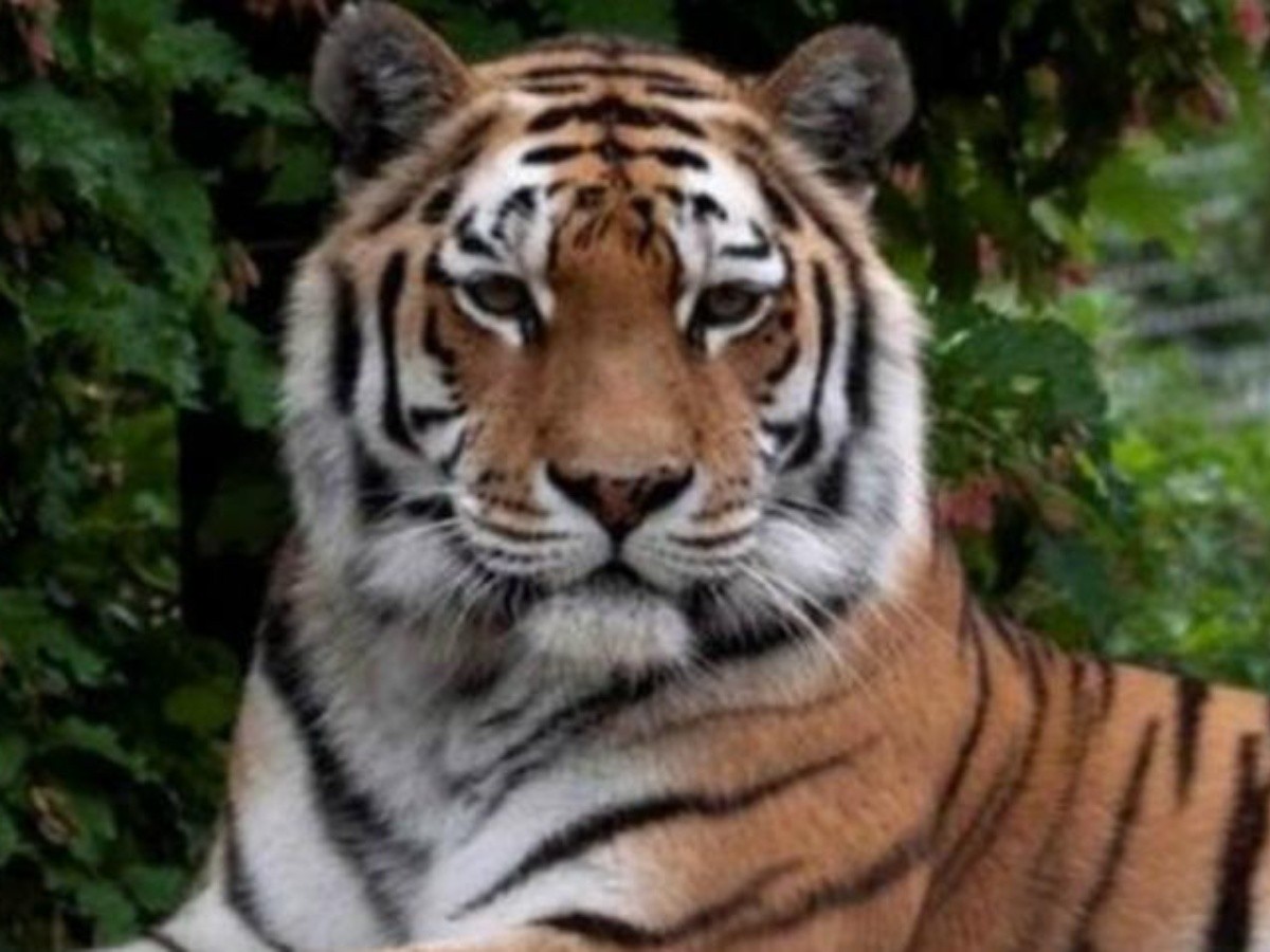  Un tigre mata a una cuidadora en un zoológico frente a un grupo de visitantes