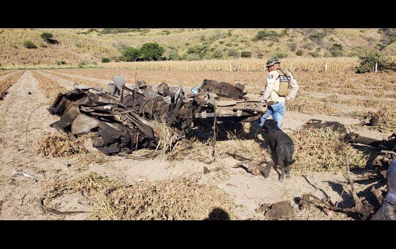 Equipos caninos se trasladaron a la zona para la búsqueda en campo. FACEBOOK@NayaritFiscalia