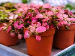 Planta Fittonia. GETTY IMAGES ISTOCK /OLGA OSTAPENKO