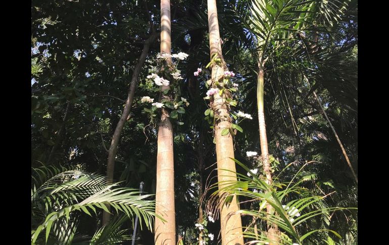 Entre bromelias, arelias, helechos, palmas y otras plantas selváticas reinan las orquídeas traídas desde distintos lugares de los trópicos. EFE/A. Mengotti