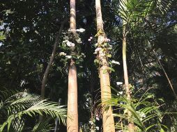 Entre bromelias, arelias, helechos, palmas y otras plantas selváticas reinan las orquídeas traídas desde distintos lugares de los trópicos. EFE/A. Mengotti